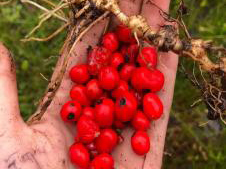 薬草栽培支援事業